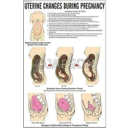 Nursing Charts, School Education Nursing Charts, School Education